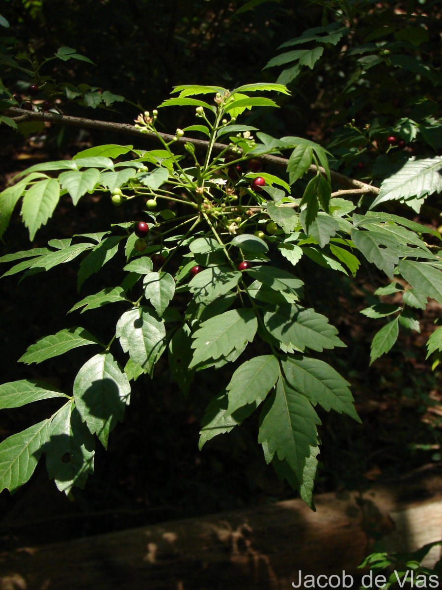 Cipadessa baccifera (Roth) Miq.